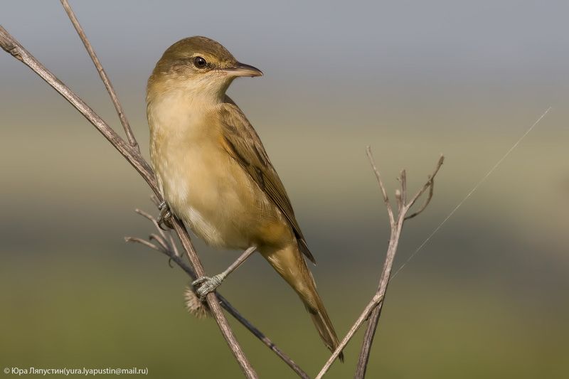 камышевка, Дроздовидная камышевка.photo preview