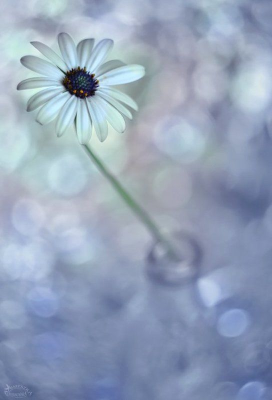 Stokrotkaphoto preview