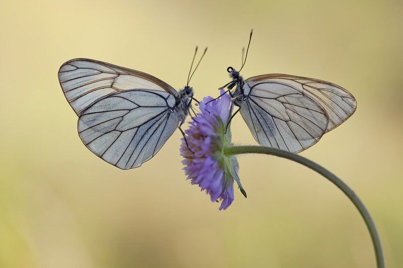 Когда подруга задирает носphoto preview