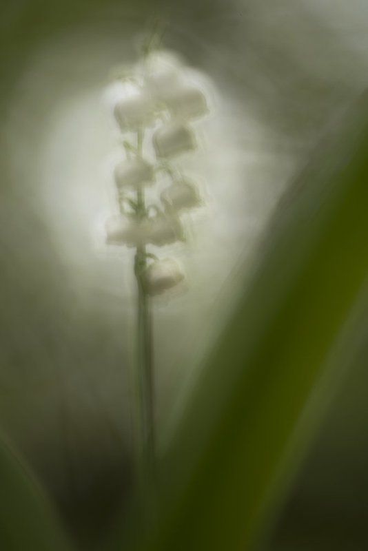 ландыш Ландышphoto preview