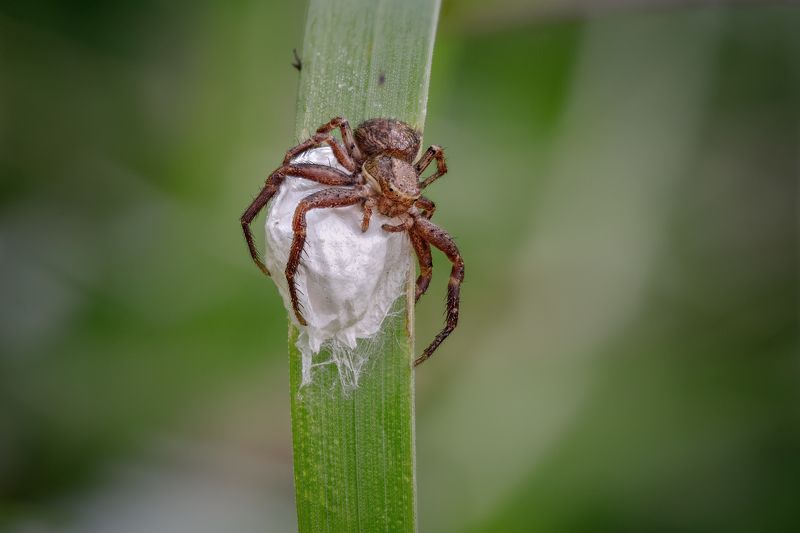 На страже потомстваphoto preview