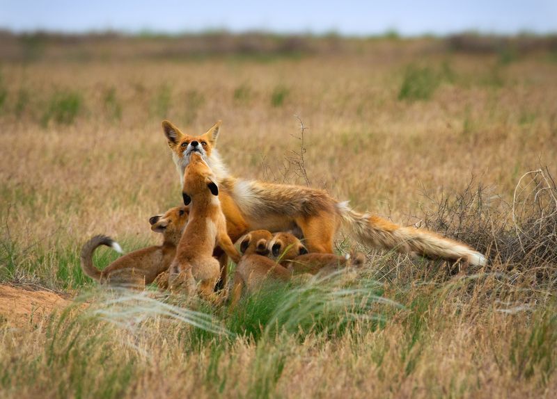 Степное семействоphoto preview