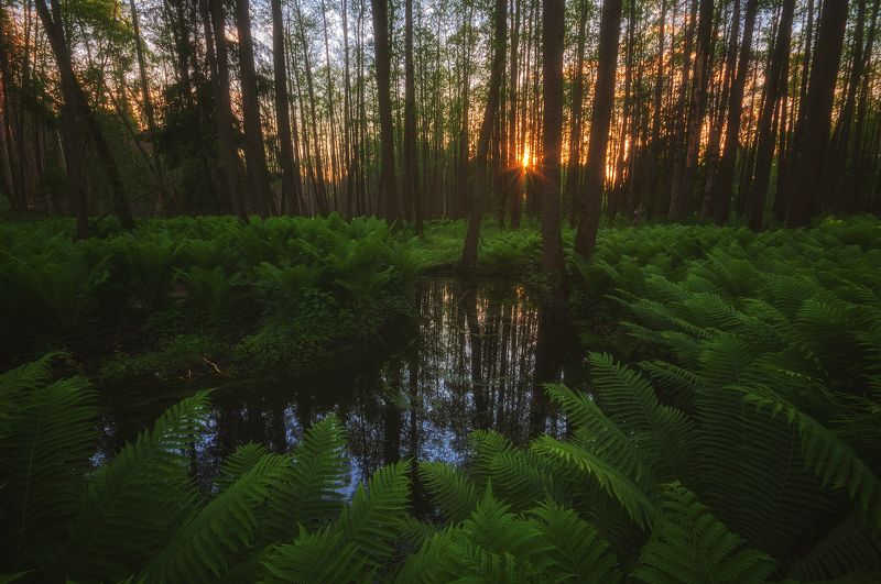 россия, подмосковье, лето, лес, папоротник, речка, деревья, солнце, свет, лучи, небо В подмосковных джунгляхphoto preview