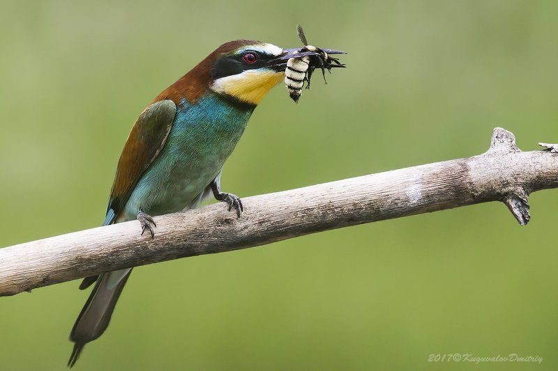 Щурки золотистыеphoto preview