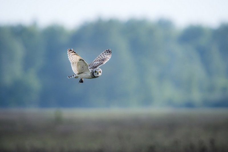 Улетаю.photo preview