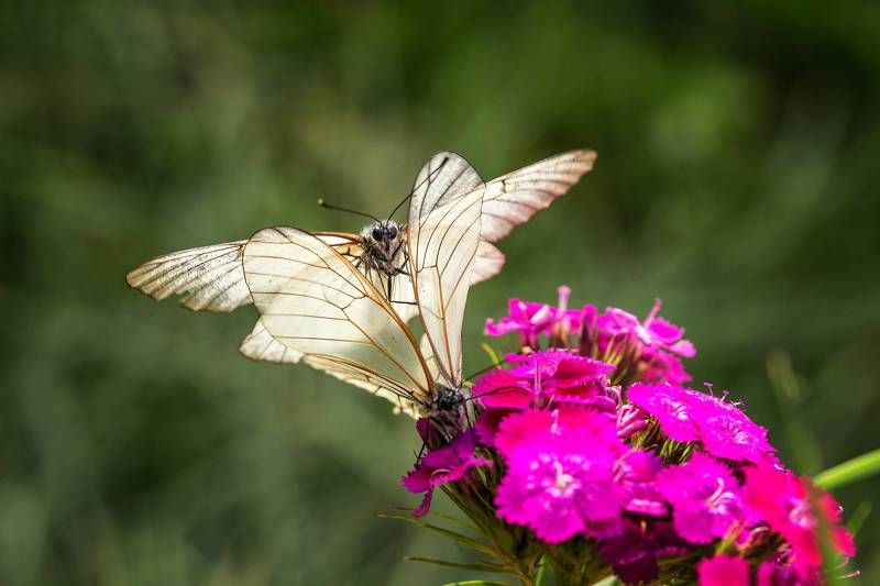 Love is in the airphoto preview