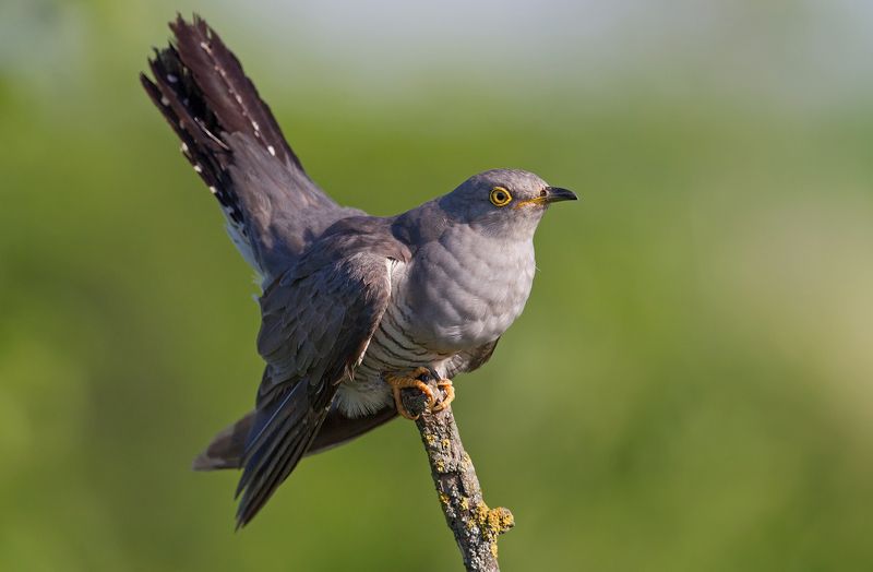 кукушкаphoto preview