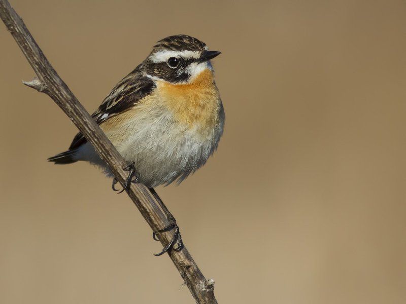чекан, Whinchat.photo preview