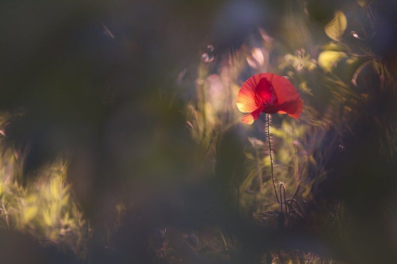 The smell of summerphoto preview