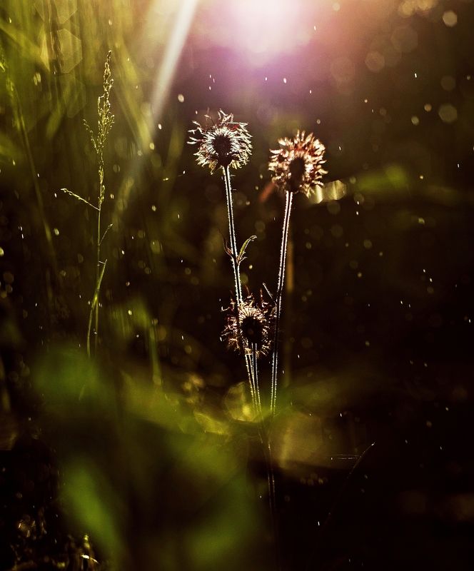nature, family, evening, nikon, grass, flower, green Family*photo preview