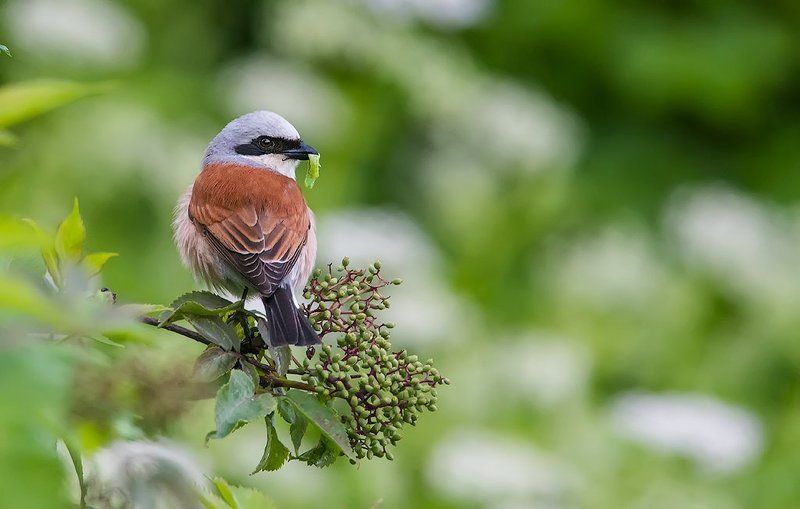 Эй, усатый, гусеницу будешь? фото превью