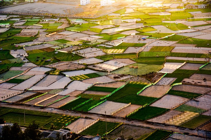 Garlic fieldphoto preview
