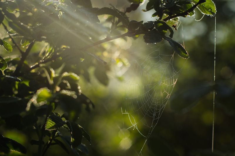 Утренняя.photo preview