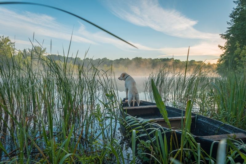 лабрадор_Вспышка, река, рассвет, утро, собака, туман, Воронеж Лабрадор Вспышка встречает рассвет на реке Воронежphoto preview