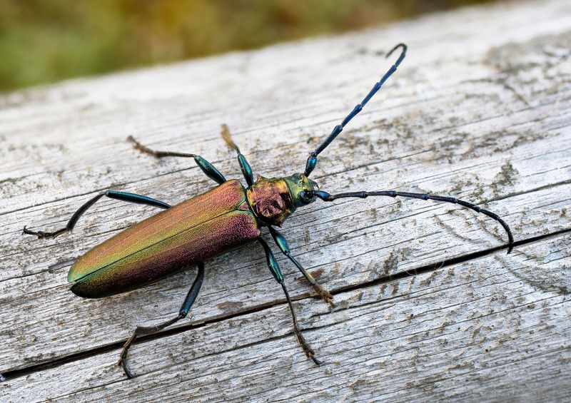 Мускусный хлопецphoto preview