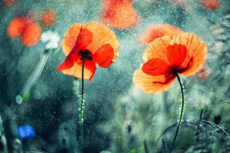 two, poppies, mak, maki, helios, dranikowski, bokeh Two poppiesphoto preview