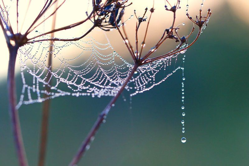 роса, макро, природа, утро, паутина Утренние бусыphoto preview