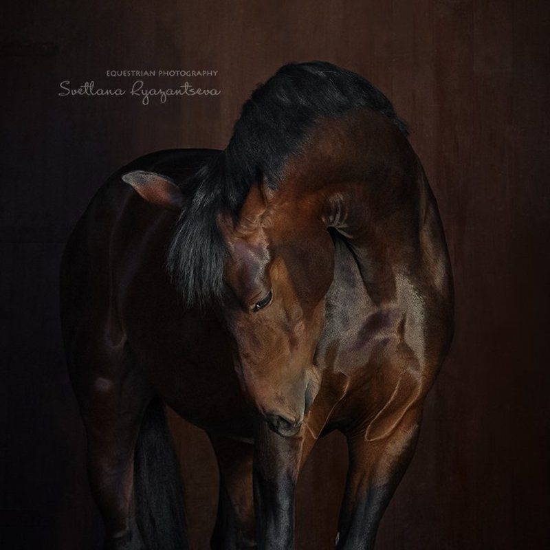 horse, portrait, портрет, лошадь, лошади Кембриджphoto preview