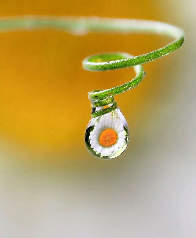 ромашка, капля, отражение , макро Лето в каплеphoto preview