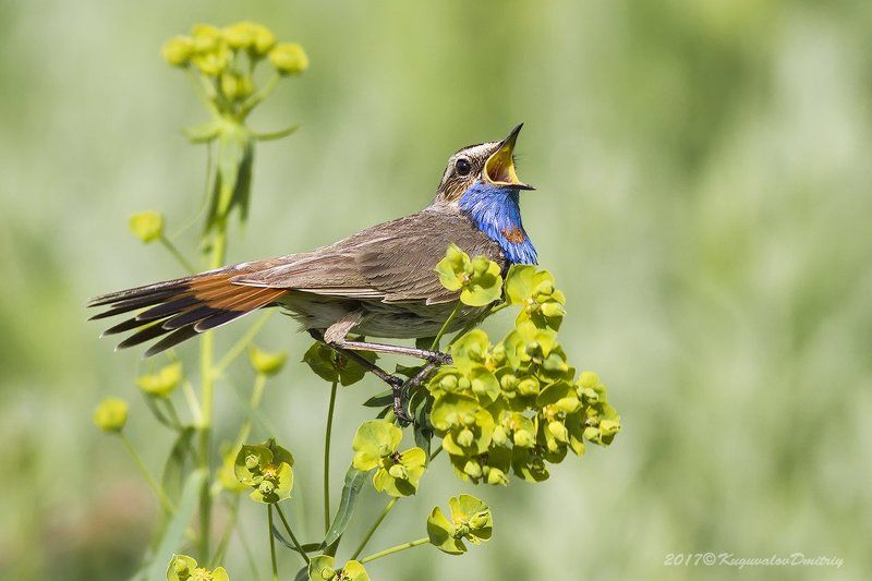 Варакушкаphoto preview