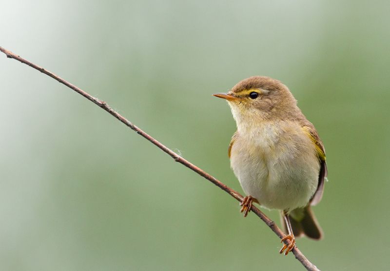 Пеночкаphoto preview