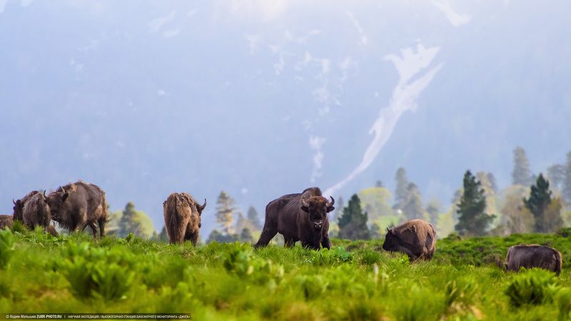 зубр, животные, кавказ, адыгея, горы, дикие, самец, вожак, заповедник Вожакphoto preview
