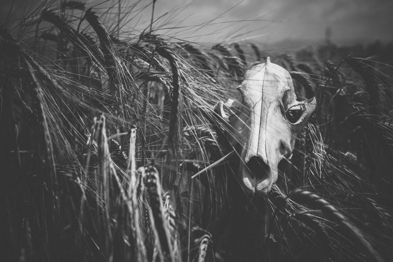 Harvest time. Автор: Boris Preslavski , Boris Preslavski