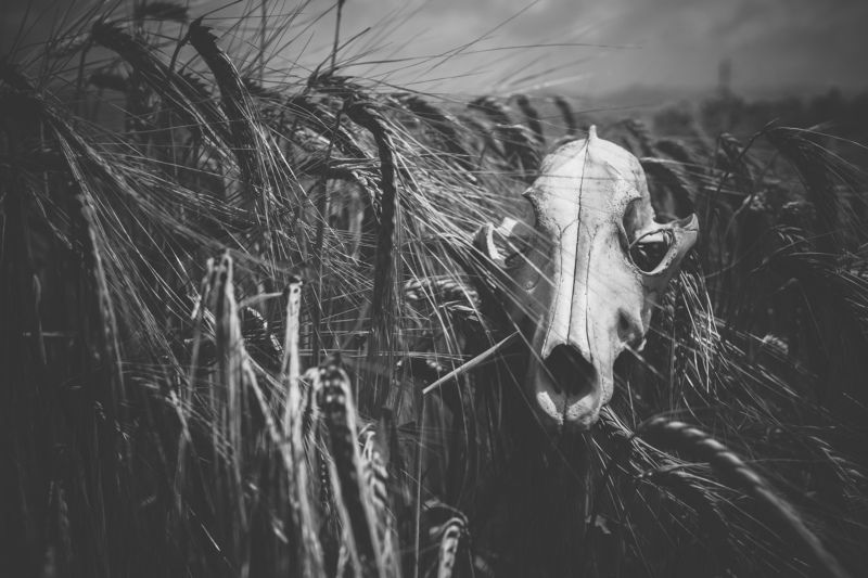 Harvest timephoto preview