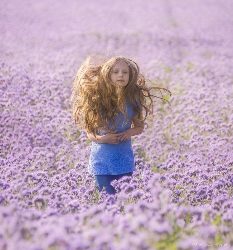 phacelia :)photo preview