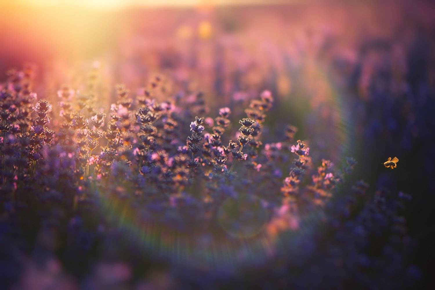 , Красимир Матаров