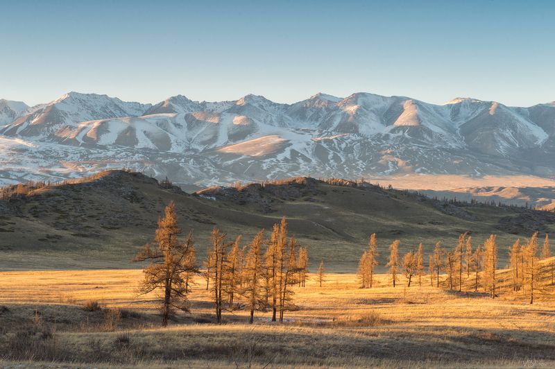 Золотой Курай photo preview