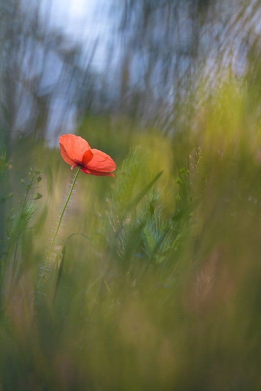 poppy, nature, summer Queen of the fieldphoto preview