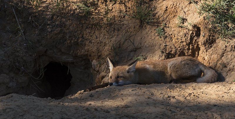 лисёнок, лиса, нора, май Лисёнокphoto preview