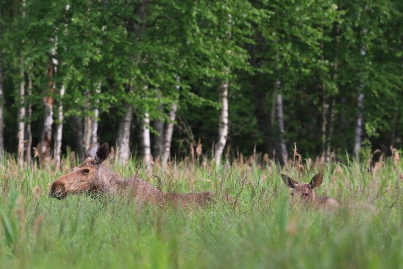Лосиха с лосенком.photo preview