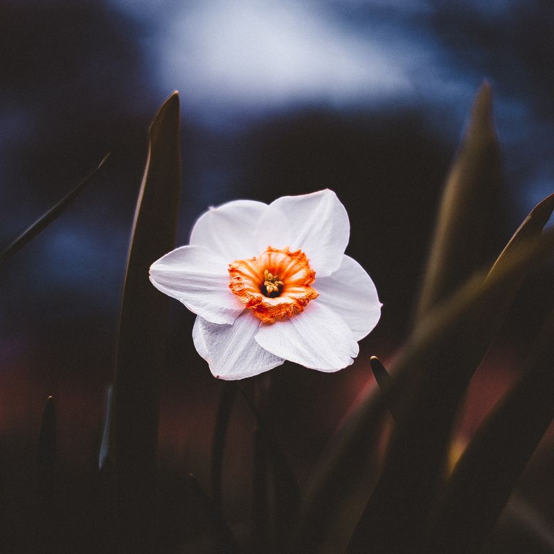 ботанический сад, макро, цветы, зелень, природа В садуphoto preview