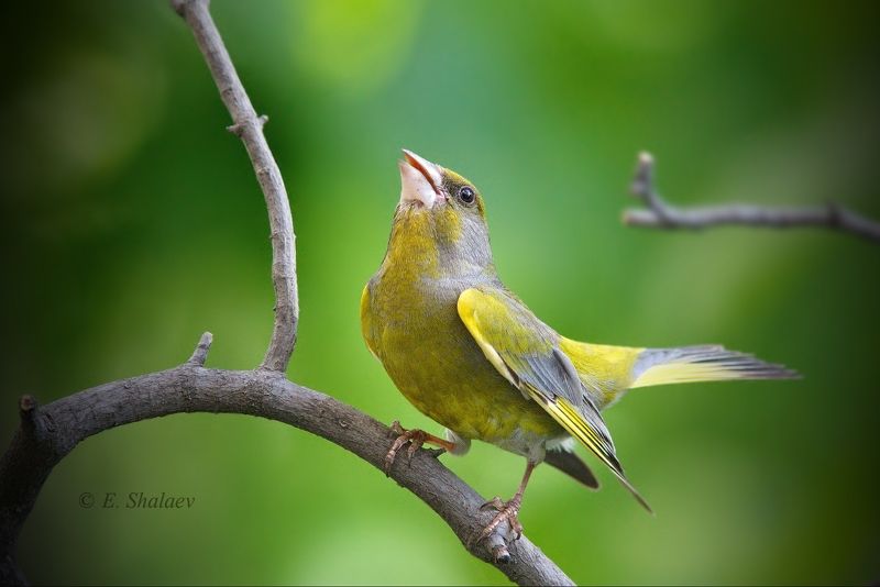 birds,carduelis chloris,european greenfinch,обыкновенная зеленушка,птица,птицы,фотоохота Зеленушки.photo preview