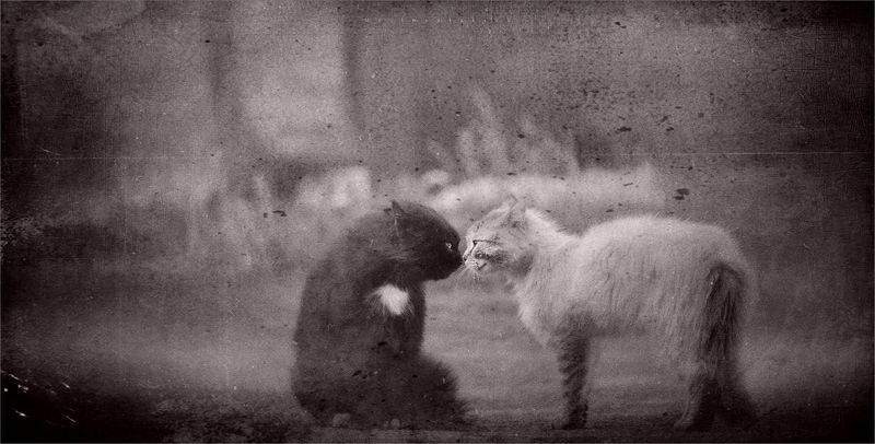 In vestrisphoto preview