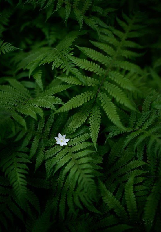 папоротник, лес, цветок Цветок папоротникаphoto preview
