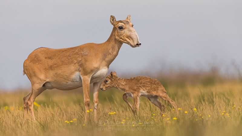 Первые часы жизни маленького сайгаченка.photo preview