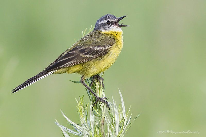 Жёлтая трясогузкаphoto preview