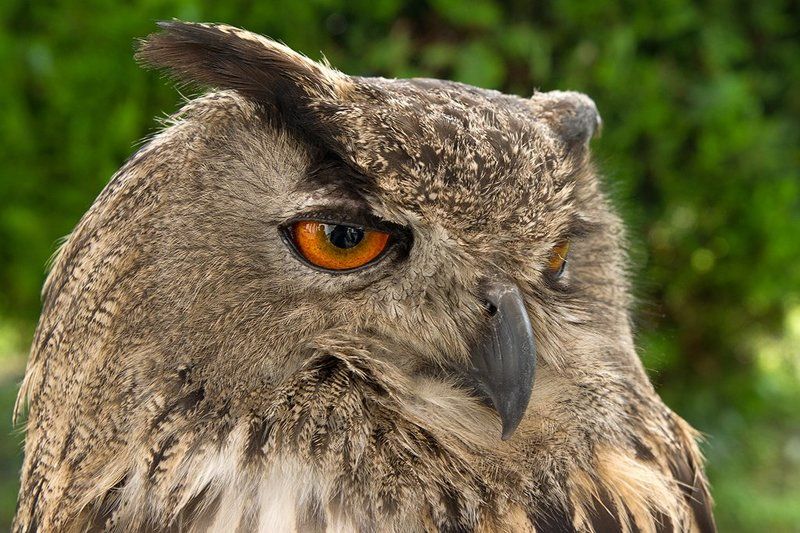 Портрет филинаphoto preview