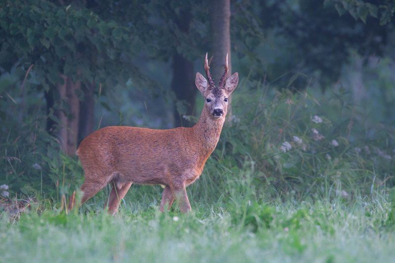 deer  Roe Deerphoto preview
