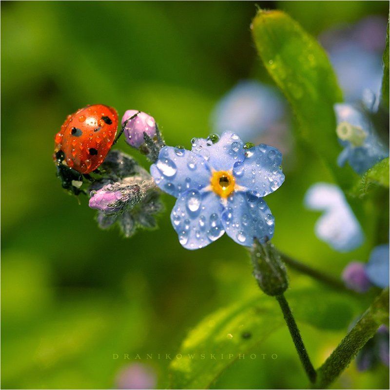 божья, коровка, biedronka, ladybug, macro, flower, rain, drops, dranikowski, niezapominajka божья коровкаphoto preview