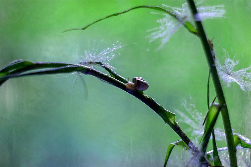 С улиткой.photo preview