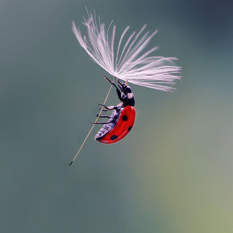 божья коровка, макро, одуванчик, семя, полет, природа. парашютисткаphoto preview