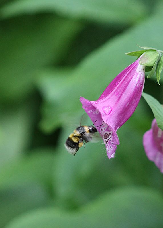 - фото превью