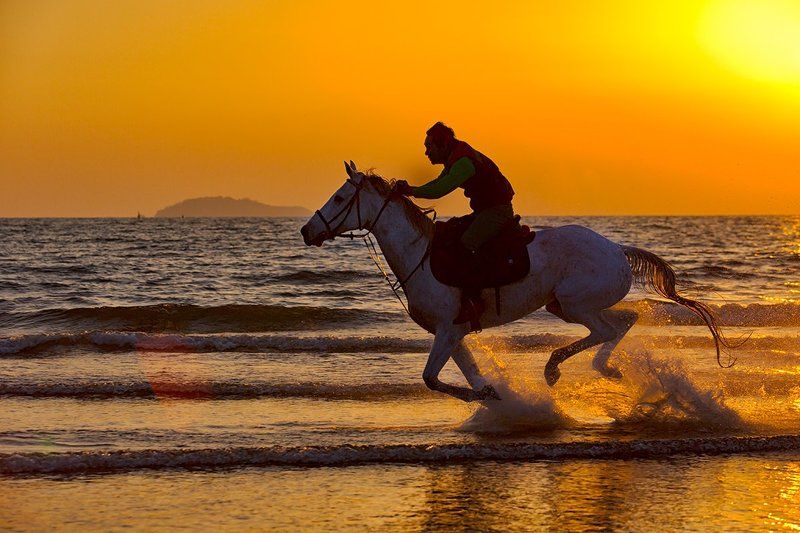 a horse runsphoto preview