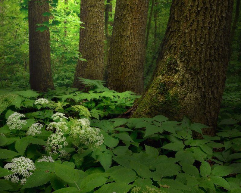 В тиши дубравыphoto preview