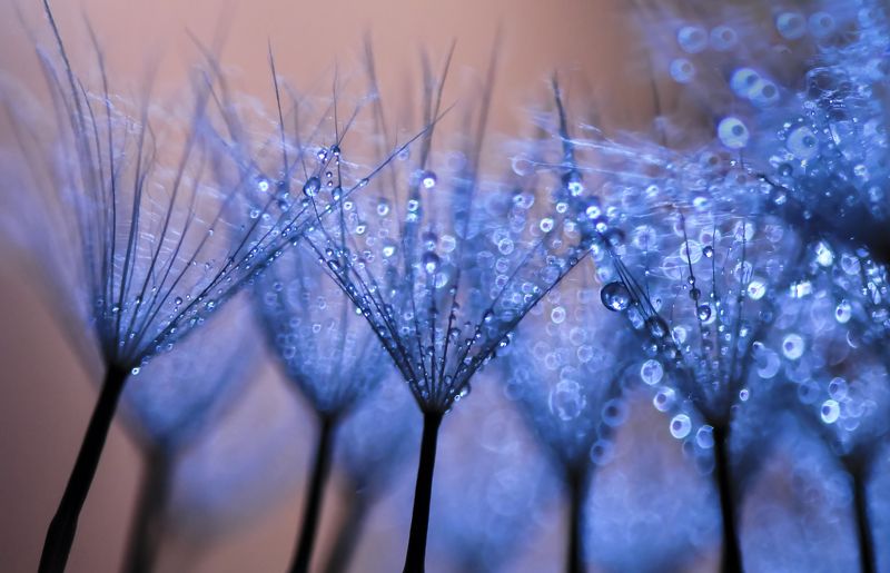 water, macro, light, drops, drop, dandelion, droplet, bokeh,droplets,reflection, вода, макро_свет, капли -photo preview