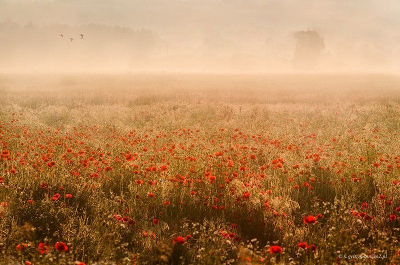 poppy time :)photo preview